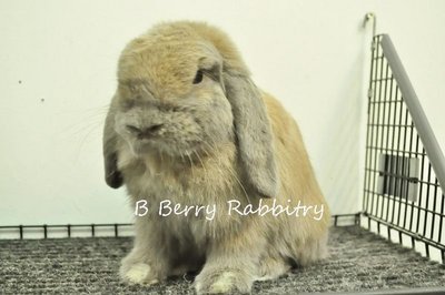 Holland Lop - Blue Tort 6 - Holland Lop Rabbit