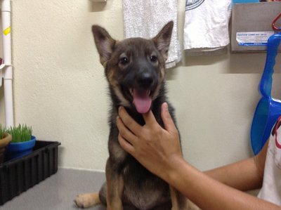 Cotton - German Shepherd Dog Mix Dog