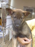 Cotton - German Shepherd Dog Mix Dog