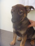 Cotton - German Shepherd Dog Mix Dog