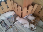 4 puppies < 1 week