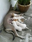 Dog's mother <1 week