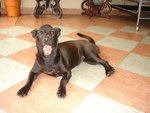 Blacky - Mixed Breed Dog