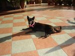 Blacky - Mixed Breed Dog