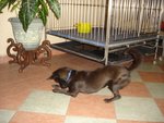 Blacky - Mixed Breed Dog