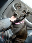 Blacky - Mixed Breed Dog