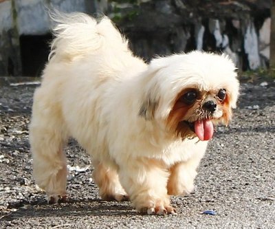 Vnee (Winnie) - Shih Tzu Dog