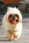 Vnee (Winnie) - Shih Tzu Dog