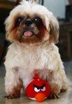 Vnee (Winnie) - Shih Tzu Dog