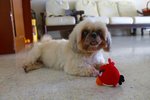 Vnee (Winnie) - Shih Tzu Dog