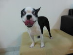 Boston Terrier - Boston Terrier Dog