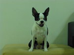 Boston Terrier - Boston Terrier Dog