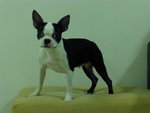 Boston Terrier - Boston Terrier Dog