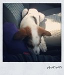 well behaved in car - puppy #1