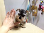 Mini Salt And Pepper Schnauzer  - Schnauzer Dog