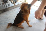 Zone F1 A2 - Mixed Breed Dog