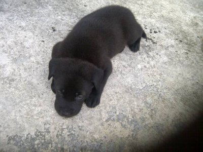 Blacky - Mixed Breed Dog