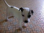 View Little Muffin Video - Mixed Breed Dog