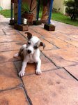 View Little Muffin Video - Mixed Breed Dog