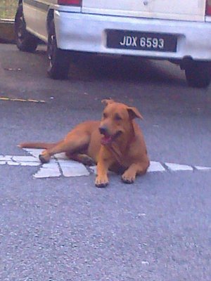 Ah Boy - Mixed Breed Dog