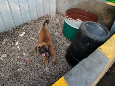 Da Lao - Mixed Breed Dog