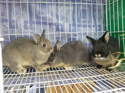 Netherland Dwarf (Purebreed) - Netherland Dwarf Rabbit