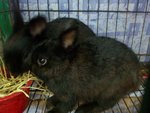 Netherland Dwarf (Purebreed) - Netherland Dwarf Rabbit