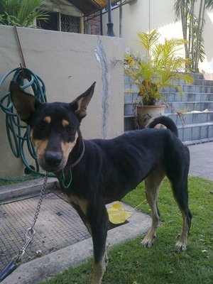 Merpati - Doberman Pinscher Mix Dog