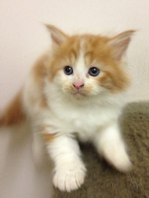 Nonameyet - Domestic Long Hair + Maine Coon Cat