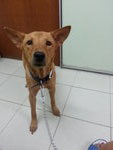 Jac Jac  - Mixed Breed Dog