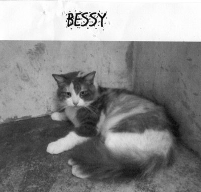 Bessy - American Wirehair Cat