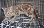 Twister (Brown Marbled) - Bengal Cat