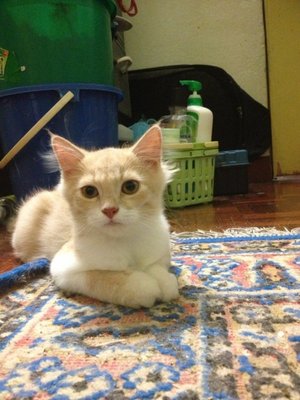 Sandy - British Shorthair + Domestic Long Hair Cat