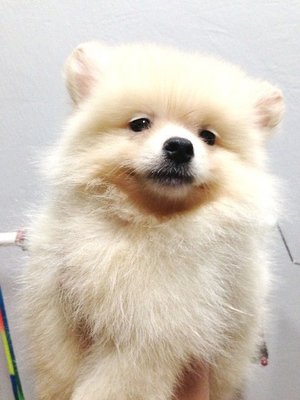 Mini White Pomeranian For Sale   - Pomeranian Dog