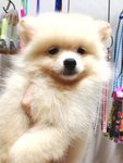 Mini White Pomeranian For Sale   - Pomeranian Dog