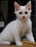 Snowie (Female) - Domestic Medium Hair Cat