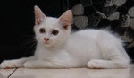 Snowie (Female) - Domestic Medium Hair Cat