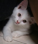 Snowie (Female) - Domestic Medium Hair Cat