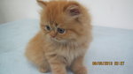 Mel Daughter - Persian Cat