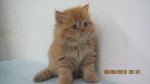 Mel Daughter - Persian Cat