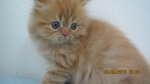 Mel Daughter - Persian Cat