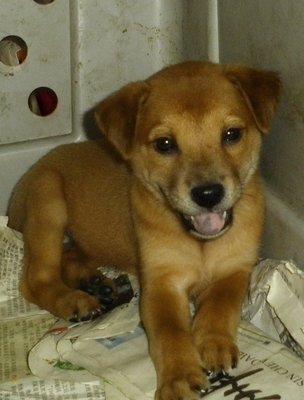 6 Happy Pups - Mastiff Mix Dog