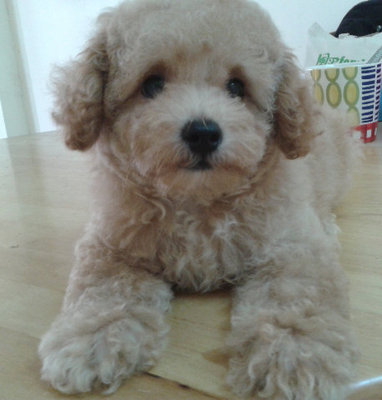 Poodle For Sale @ Ipoh/taiping - Poodle Dog