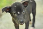 Sisters &amp; Berry, Barney, Elmo - Mixed Breed Dog