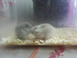 Winter White Hamsters - Short Dwarf Hamster Hamster