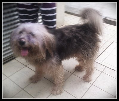 Giggs - Old English Sheepdog Dog