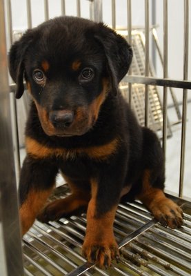 Rottweiler Super Huge Bone  - Rottweiler Dog