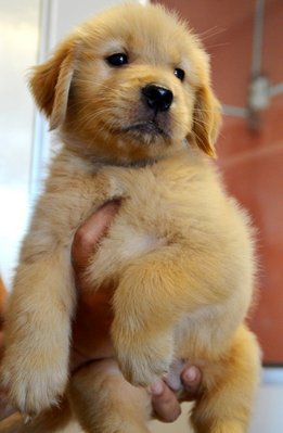 Golden Retriever - Huge Bone - Golden Retriever Dog