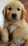 Golden Retriever - Huge Bone - Golden Retriever Dog