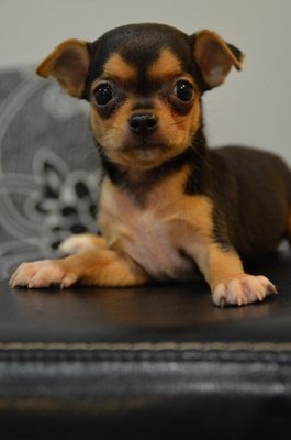 Chi Hua Hua - Mini Size - Chihuahua Dog